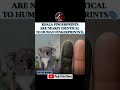 Koala Fingerprints Are Almost Identical To Humans 😳
