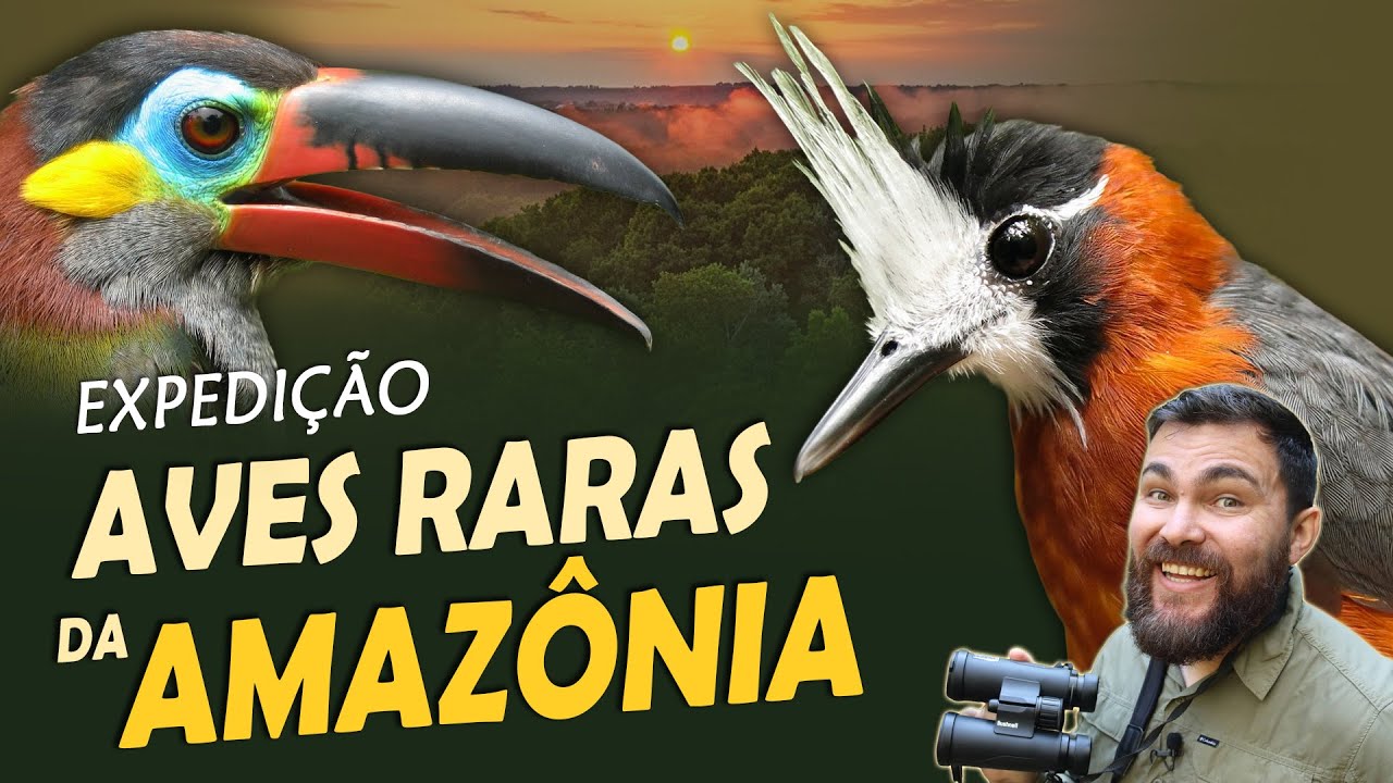 Expedição AVES RARAS no coração da AMAZÔNIA