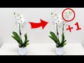 2 цветоноса у орхидеи- проще простого
