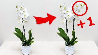 УВЕЛИЧЬ СВОЙ цветонос! Как Заставить Цвести Орхидею?