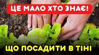 8 НЕВИБАГЛИВИХ РОСЛИН, які гарно ростуть в тіні. Тіньолюбиві овочі для вашого городу