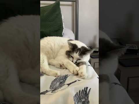 Cute kitty cat #shorts #trendingshorts #cat