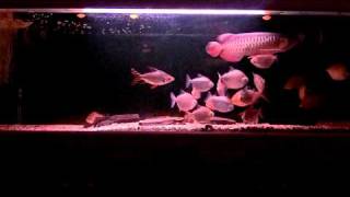 My RTG Arowana (Community Tank)