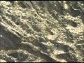 limpet