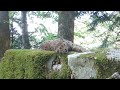 Sur les traces du Lynx boréal - Épisode 3 - Le lynx sieste devant la caméra...