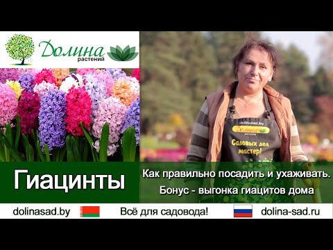 Видео: Информация за растенията Ixia - Съвети за отглеждане на растения от африканска царевична лилия