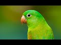 Cute parrot   birds parrot of the day  cute and amazing birds parrot love  babymishal