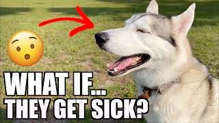 What If Your Dog Is Sick... (Should You Get Pet Insurance?) by Sixty Formula 28,361 views 11 months ago 6 minutes, 48 seconds