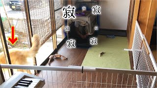 今日はあまり構ってくれないレトリバーまる