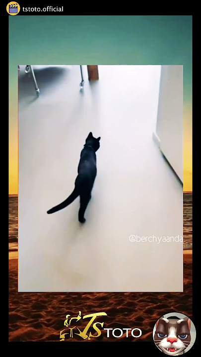 cat is shocked🙀 #shorts #funny #cat