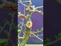 Short Succulent DX 00029 #bonsai #branch #plant