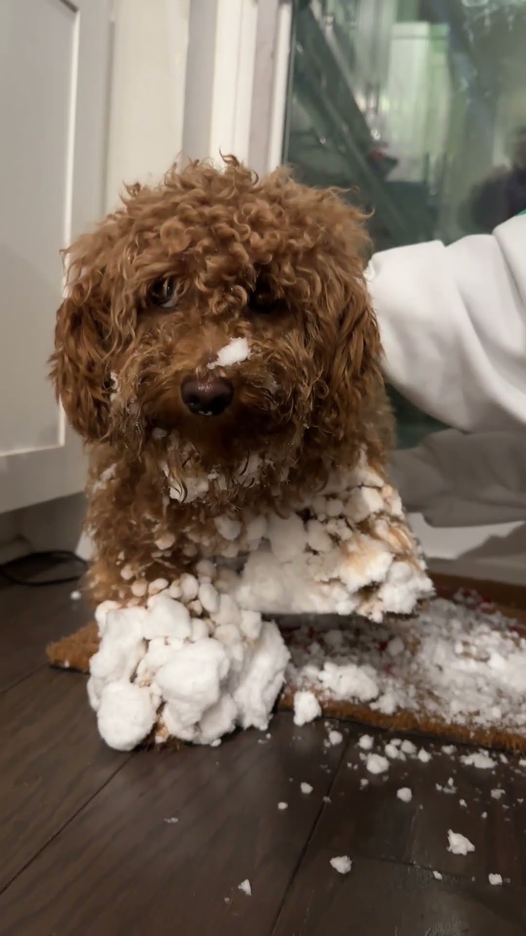 Snowball Booties || ViralHog