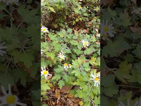 ノジギク　Chrysanthemum japonense　野路菊　野菊　兵庫県の花