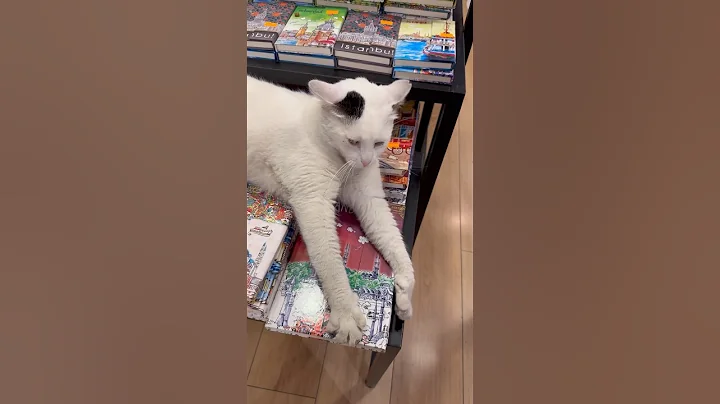 CATS IN ISTANBUL ARE BUILT DIFFERENT  😂 #viral