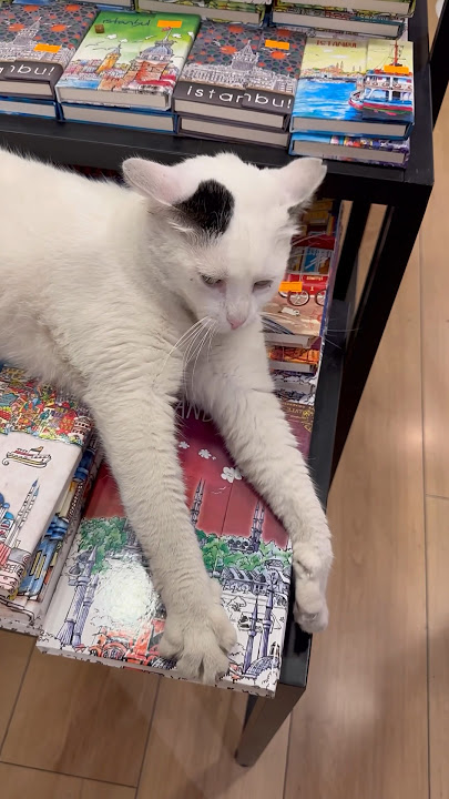 CATS IN ISTANBUL ARE BUILT DIFFERENT  😂 #viral