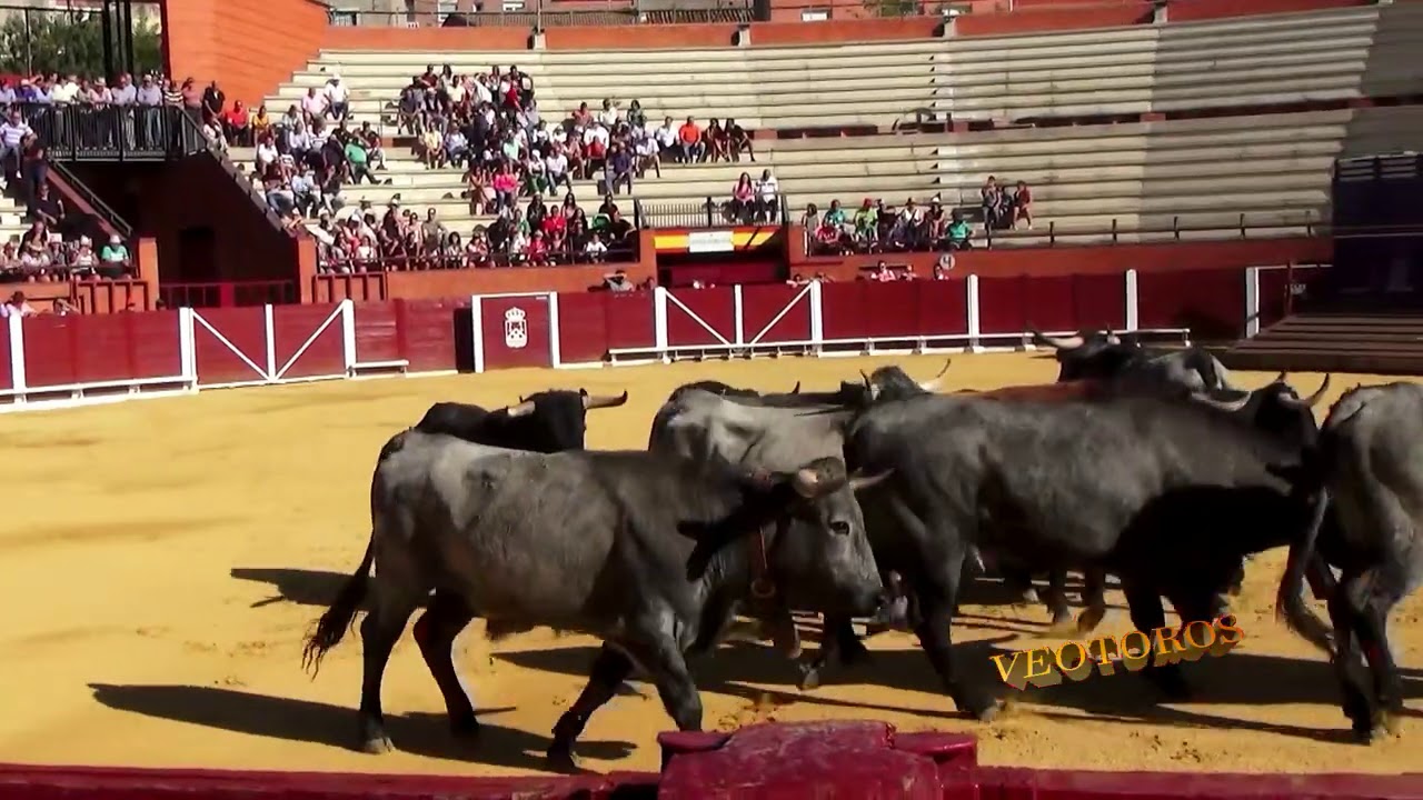 Tordesillas 2017 Desenjaule de toros