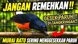 AWAS!! MURAI BATU GESEK PARUH TERUS DI TANGKRINGAN