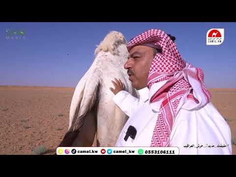 الحلقة الرابعة من برنامج مقيضك مديد ٢ أهمية العبيس وموارد الماء