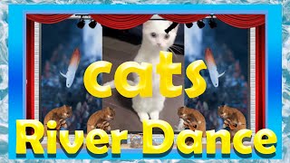 St Patricks Day Funny Cats Irish Dancing