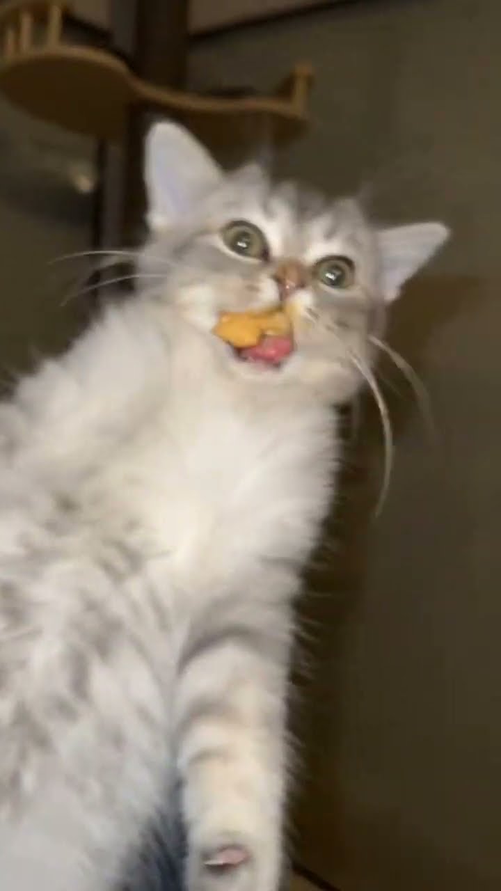 Funny  cats