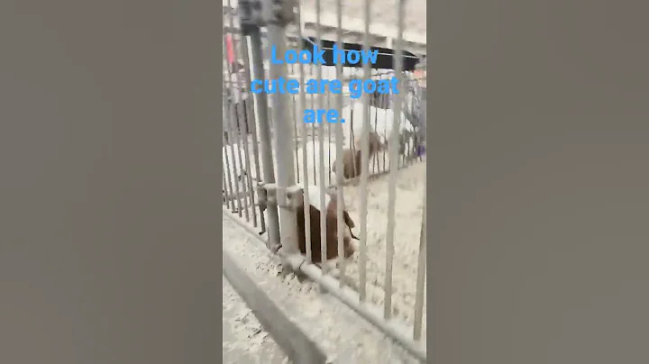 goats for life.