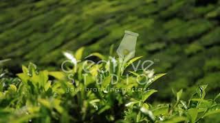 Tea Presentation