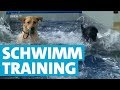 Hundeschwimmbad - Raum zum Trainieren und Austoben
