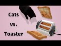 Cats vs toaster   compilation   hold your laugh if you can  diba pets