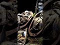 Копченые мумии. Уникальная находка.#shorts #находки #новости