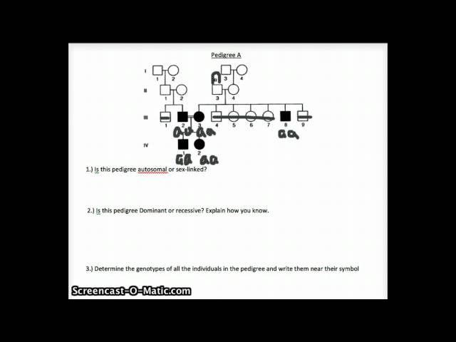 Pedigree Review Worksheet - YouTube pedigree-review-worksheet-youtube