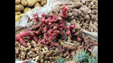 Tak DISANGKA !! Inilah 10 Manfaat Jahe Merah serta Efek Sampingnya bagi Kesehatan