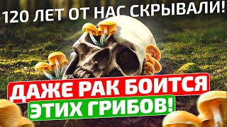 Почему нас пичкают таблетками, если эти 7 грибов заменят ВСЮ аптечку!