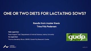 One or two diets for lactating sows?