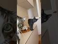 玄関でお出迎えする猫🐈🐈‍⬛😽😻