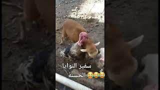 سفير النوايا الحسنه