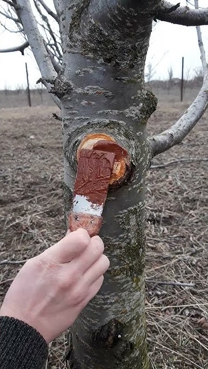 Замазка срезов на плодовых деревьях. #shorts - YouTube