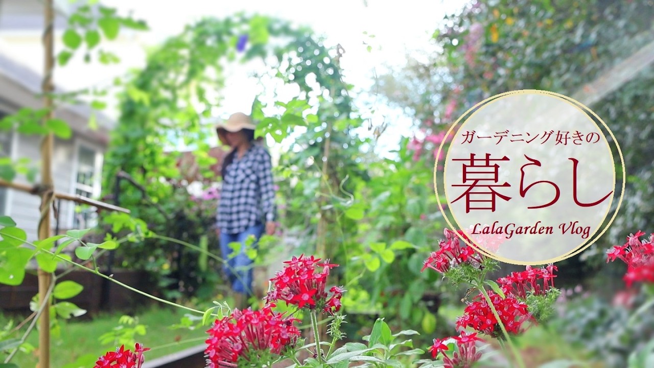 【ガーデニングと暮らし】秋の庭とペンタス・バジルを育てて収穫・ハンドメイド作家の暮らし・LalaGarden Vlog