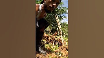Harvesting cassava part 231 #shorts #farming #cassava #nature  #cassavaroots #cassavafarming