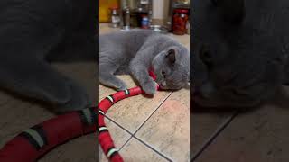 @❤️🤣🐈‍⬛🐈🐍Just look how Sylvester loves this worm. The most successful purchase #syl_vester #котики