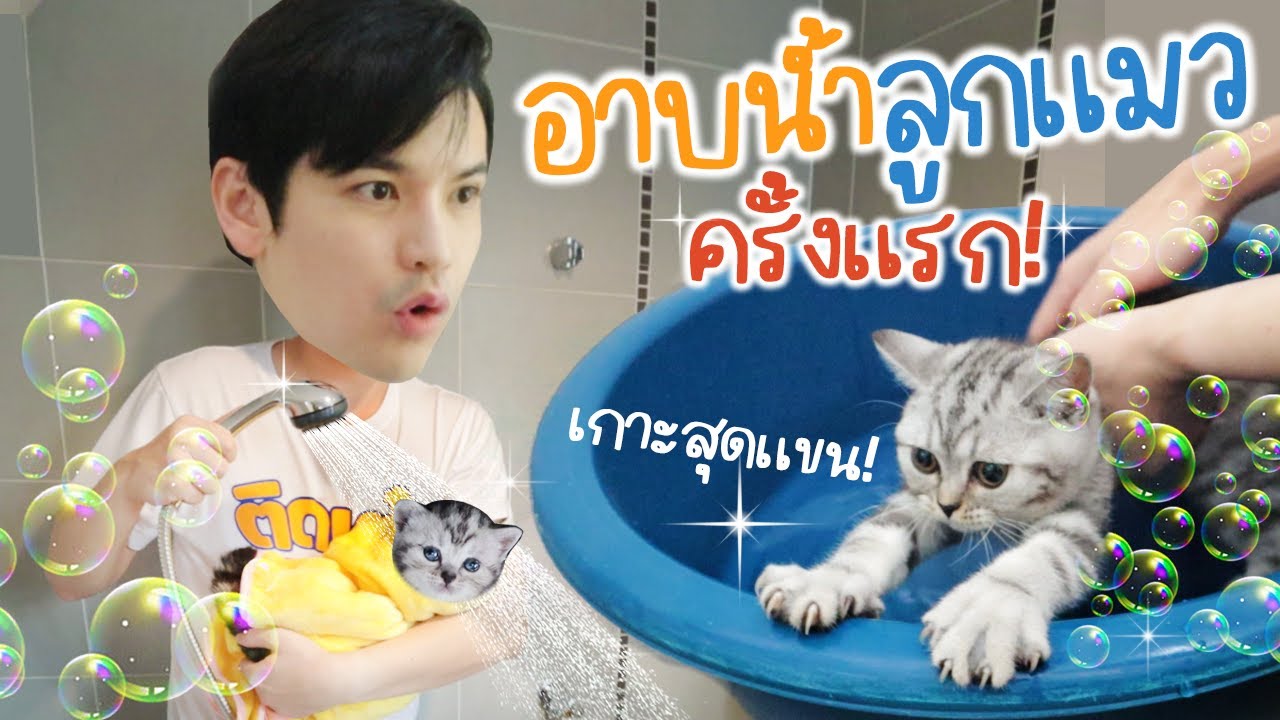 อาบน้ำลูกแมวเกาหลี 4 ตัว ครั้งแรก!!! | ติดเต๋า