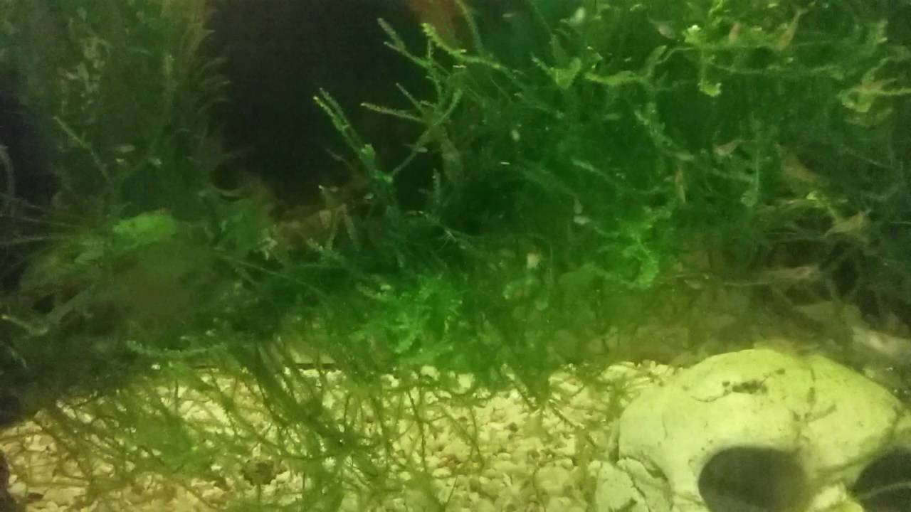 My galaxy rasboras fry 34 weeks old now YouTube