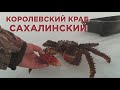 Сахалинский королевский краб