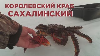 Сахалинский королевский краб