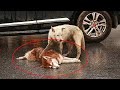 Бездомный пёс истекал кровью под колесами машины, в то время как водитель...