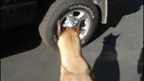 Detection Dog Training "Passive Alert"  Part 2 of 3