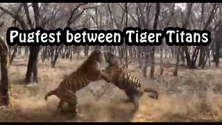 Pugfest between Tiger Titans