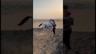 يشنع فوق الجبل🐎😟