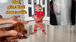 Bull’s Health Update — Lulu Stays Close, Caring for Him After the Vet