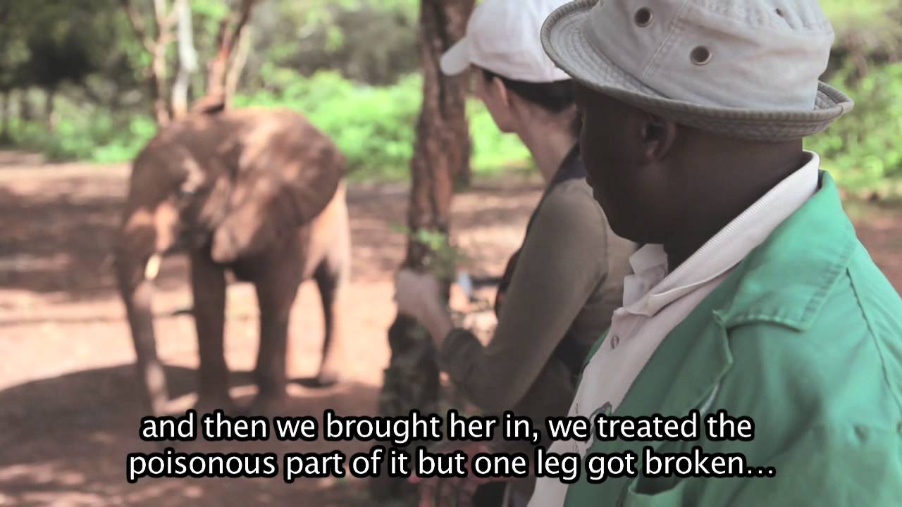 THE ELEPHANT NURSERY