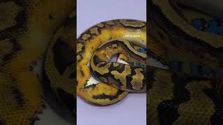 Lavender rocking out😎 #snake #ballpython #pied #reptile #pets #animals